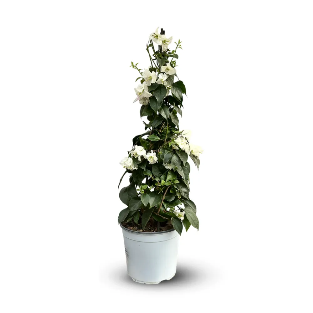 Attitude Jardin - Bougainvillier pyramide - plante fleurie - ↕ 70-80 cm - ⌀ 18 cm - plante d'extérieur - fleur blanche New