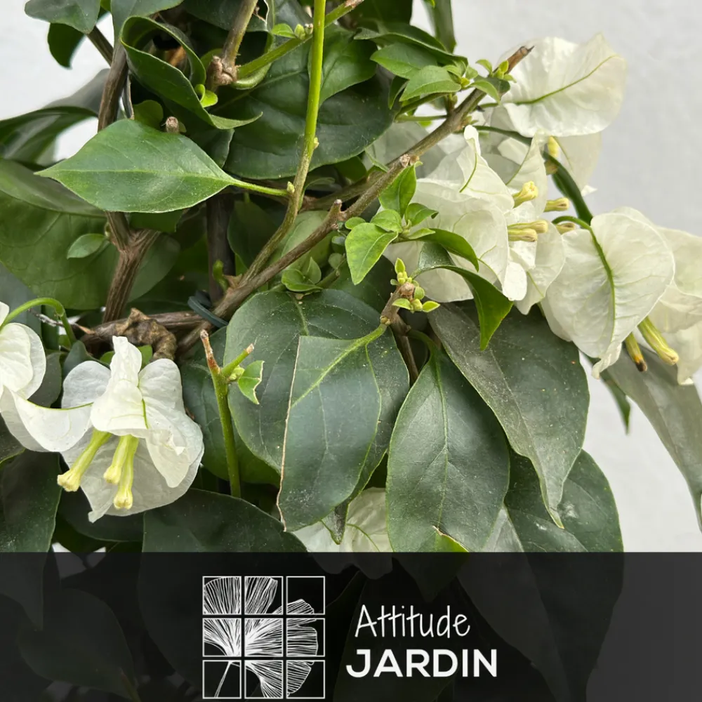 Attitude Jardin - Bougainvillier pyramide - plante fleurie - ↕ 70-80 cm - ⌀ 18 cm - plante d'extérieur - fleur blanche New