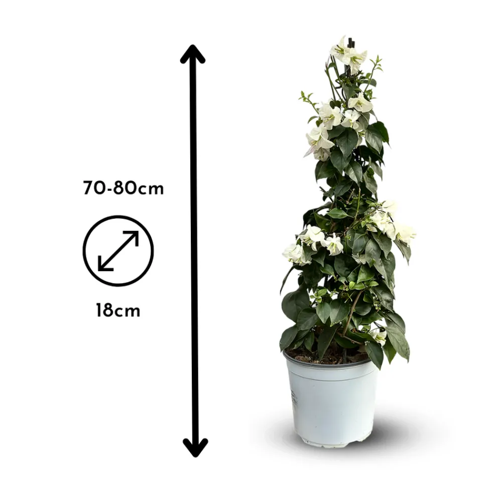 Attitude Jardin - Bougainvillier pyramide - plante fleurie - ↕ 70-80 cm - ⌀ 18 cm - plante d'extérieur - fleur blanche New
