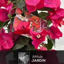 Attitude Jardin Plantes Méditerranéennes | - Bougainvillier pyramide - plante fleurie - ↕ 70-80 cm - ⌀ 18 cm - plante d'extérieur - fleur fuchsia