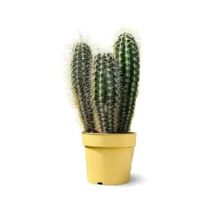 Attitude Jardin Cactus Et Plantes Grasses | - Cactus pilosocereus azureus - ↕ 40-50 cm - ⌀ 17 cm - cactus et plantes grasses