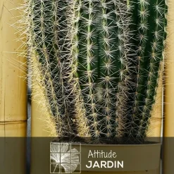Attitude Jardin Cactus Et Plantes Grasses | - Cactus pilosocereus azureus - ↕ 40-50 cm - ⌀ 17 cm - cactus et plantes grasses