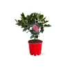 Attitude Jardin Fleurs De Saison | - Camellia japonica rouge - plante fleurie - ↕ 50-60 cm - ⌀ 21 cm - plante d'extérieur