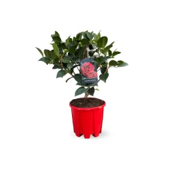 Attitude Jardin Fleurs De Saison | - Camellia japonica rouge - plante fleurie - ↕ 50-60 cm - ⌀ 21 cm - plante d'extérieur