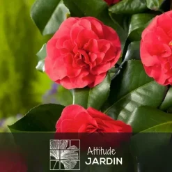Attitude Jardin Fleurs De Saison | - Camellia japonica rouge - plante fleurie - ↕ 50-60 cm - ⌀ 21 cm - plante d'extérieur