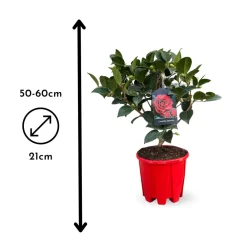 Attitude Jardin Fleurs De Saison | - Camellia japonica rouge - plante fleurie - ↕ 50-60 cm - ⌀ 21 cm - plante d'extérieur