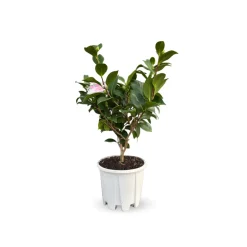 Attitude Jardin Fleurs De Saison | - Camellia japonica blanc - plante fleurie - ↕ 50-60 cm - ⌀ 21 cm - plante d'extérieur