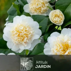 Attitude Jardin Fleurs De Saison | - Camellia japonica blanc - plante fleurie - ↕ 50-60 cm - ⌀ 21 cm - plante d'extérieur