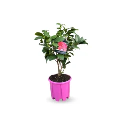 Attitude Jardin Fleurs De Saison | - Camellia japonica rose - plante fleurie - ↕ 50-60 cm - ⌀ 21 cm - plante d'extérieur