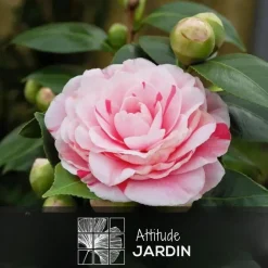 Attitude Jardin Fleurs De Saison | - Camellia japonica rose - plante fleurie - ↕ 50-60 cm - ⌀ 21 cm - plante d'extérieur