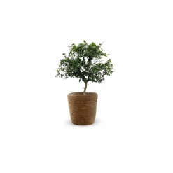 Attitude Jardin - Citron caviar rouge avec panier en jonc de mer - agrume méditerranéen - arbre fruitier - ↕ 50-60 cm - ⌀ 22 cm Online