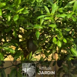 Attitude Jardin - Citron caviar rouge avec panier en jonc de mer - agrume méditerranéen - arbre fruitier - ↕ 50-60 cm - ⌀ 22 cm Online