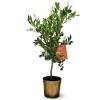 Attitude Jardin - Citronnier pursha - citrus limetta - agrume méditerranéen - arbre fruitier - ↕ 75-85 cm - ⌀ 22 cm Discount