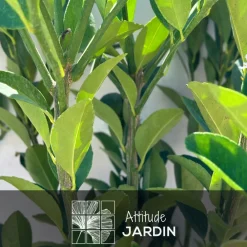 Attitude Jardin - Citronnier pursha - citrus limetta - agrume méditerranéen - arbre fruitier - ↕ 75-85 cm - ⌀ 22 cm Discount