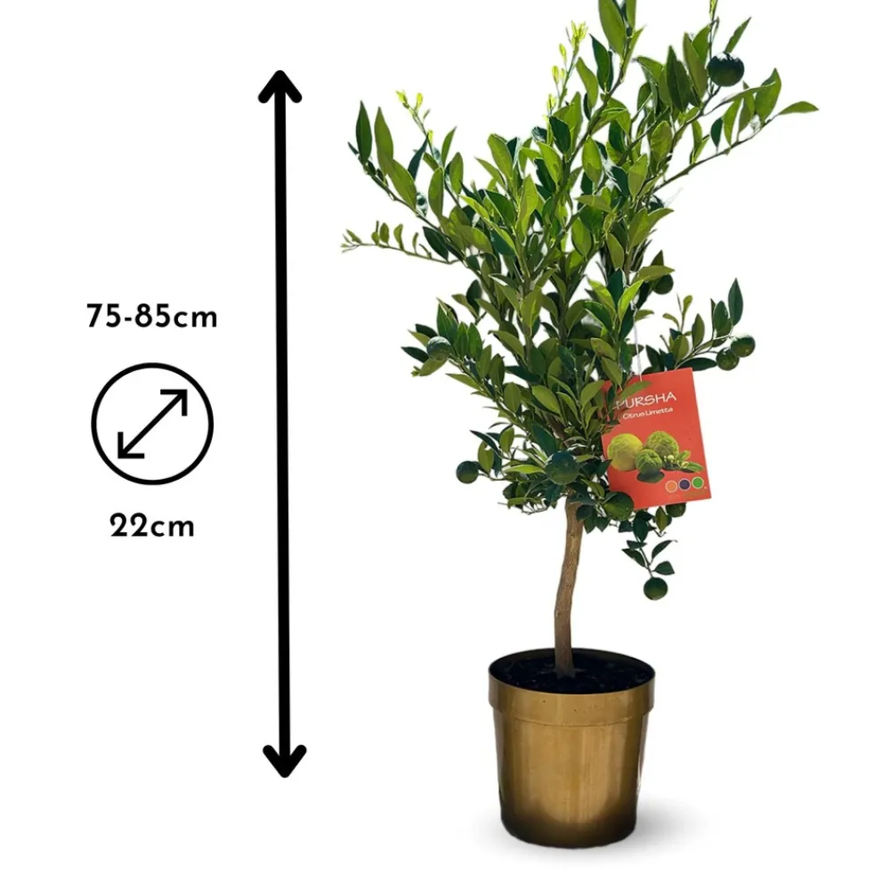 Attitude Jardin - Citronnier pursha - citrus limetta - agrume méditerranéen - arbre fruitier - ↕ 75-85 cm - ⌀ 22 cm Discount