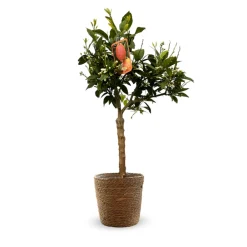 Attitude Jardin Fruitiers Et Agrumes | - Citronnier rosso avec panier en jonc de mer - agrume méditerranéen - arbre fruitier - ↕ 75-85 cm - ⌀ 25 cm