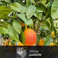 Attitude Jardin Fruitiers Et Agrumes | - Citronnier rosso avec panier en jonc de mer - agrume méditerranéen - arbre fruitier - ↕ 75-85 cm - ⌀ 25 cm