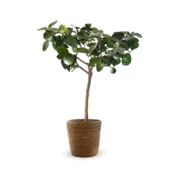 Attitude Jardin - Citronnier vert avec panier en jonc de mer - lime de Tahiti - agrume méditerranéen - arbre fruitier - ↕ 75-85 cm - ⌀ 25 cm Best