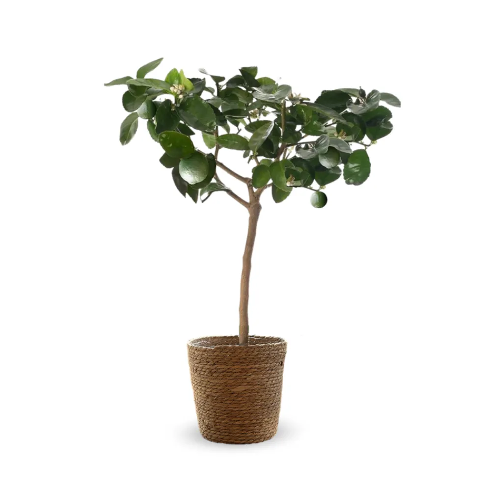 Attitude Jardin - Citronnier vert avec panier en jonc de mer - lime de Tahiti - agrume méditerranéen - arbre fruitier - ↕ 75-85 cm - ⌀ 25 cm Best