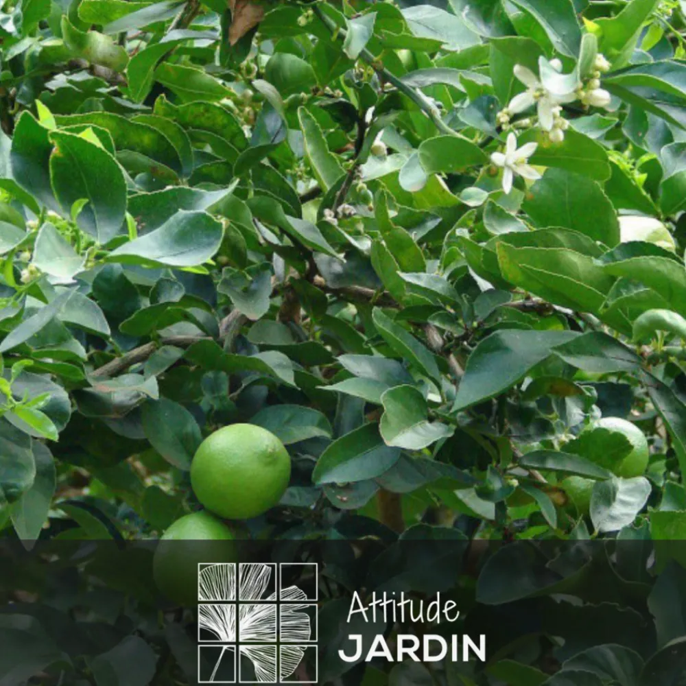Attitude Jardin - Citronnier vert avec panier en jonc de mer - lime de Tahiti - agrume méditerranéen - arbre fruitier - ↕ 75-85 cm - ⌀ 25 cm Best