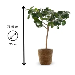 Attitude Jardin - Citronnier vert avec panier en jonc de mer - lime de Tahiti - agrume méditerranéen - arbre fruitier - ↕ 75-85 cm - ⌀ 25 cm Best