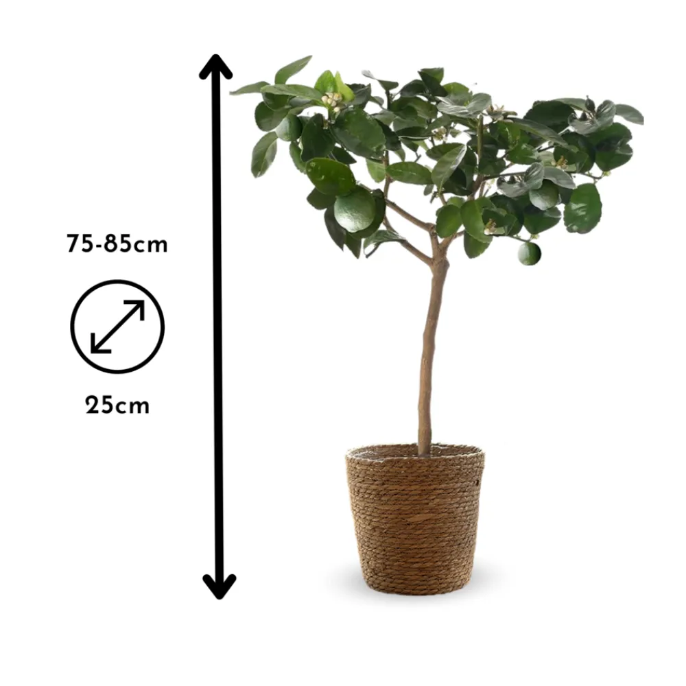 Attitude Jardin - Citronnier vert avec panier en jonc de mer - lime de Tahiti - agrume méditerranéen - arbre fruitier - ↕ 75-85 cm - ⌀ 25 cm Best