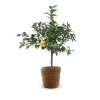 Attitude Jardin - Citronnier yuzu avec panier en jonc de mer - agrume méditerranéen - arbre fruitier - ↕ 75-85 cm - ⌀ 25 cm Outlet