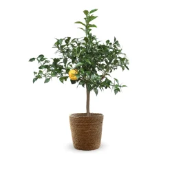 Attitude Jardin - Citronnier yuzu avec panier en jonc de mer - agrume méditerranéen - arbre fruitier - ↕ 75-85 cm - ⌀ 25 cm Outlet