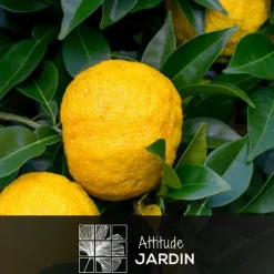 Attitude Jardin - Citronnier yuzu avec panier en jonc de mer - agrume méditerranéen - arbre fruitier - ↕ 75-85 cm - ⌀ 25 cm Outlet