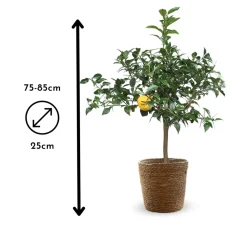 Attitude Jardin - Citronnier yuzu avec panier en jonc de mer - agrume méditerranéen - arbre fruitier - ↕ 75-85 cm - ⌀ 25 cm Outlet