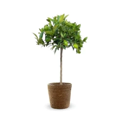 Attitude Jardin - Clémentinier avec panier en jonc de mer - agrume méditerranéen - arbre fruitier - ↕ 75-85 cm - ⌀ 22 cm Clearance
