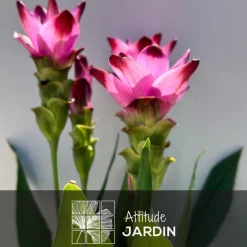 Attitude Jardin - Curcuma alismatifolia - curcuma d'ornement - ↕ 70-80 cm - ⌀ 16 cm - plante d'intérieur New