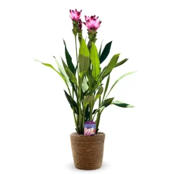 Attitude Jardin - Curcuma alismatifolia avec panier en jonc de mer - curcuma d'ornement - ↕ 70-80 cm - ⌀ 16 cm - plante d'intérieur New