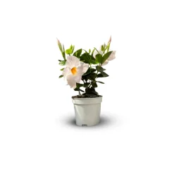 Attitude Jardin - Dipladenia - plante fleurie - ↕ 20-30 cm - ⌀ 10,5 cm - plante d'intérieur & extérieur - fleur blanche Hot