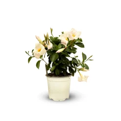 Attitude Jardin Plantes Fleuries | - Dipladenia touffe - plante fleurie - ↕ 40-50 cm - ⌀ 17 cm - plante d'intérieur & extérieur - fleur blanche