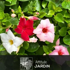 Attitude Jardin Plantes Fleuries | - Dipladenia touffe - plante fleurie - ↕ 40-50 cm - ⌀ 17 cm - plante d'intérieur & extérieur - fleur blanche