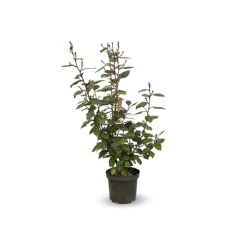 Attitude Jardin - Eleagnus ebbingei- plantes de haies - ↕ 50-60 cm - ⌀ 20 cm - plante d'extérieur Discount