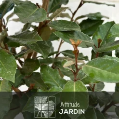 Attitude Jardin - Eleagnus ebbingei- plantes de haies - ↕ 50-60 cm - ⌀ 20 cm - plante d'extérieur Discount