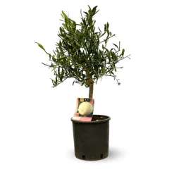 Attitude Jardin - Eremorange - agrume méditerranéen - arbre fruitier - ↕ 75-85 cm - ⌀ 22 cm Outlet