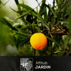 Attitude Jardin - Eremorange - agrume méditerranéen - arbre fruitier - ↕ 75-85 cm - ⌀ 22 cm Outlet