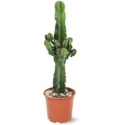 Attitude Jardin - Euphorbe eritrea - cowboy cactus - ↕ 90-100 cm - ⌀ 19 cm - cactus et plantes grasses Best