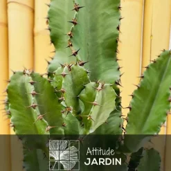 Attitude Jardin - Euphorbe eritrea - cowboy cactus - ↕ 90-100 cm - ⌀ 19 cm - cactus et plantes grasses Best