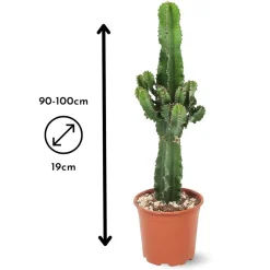 Attitude Jardin - Euphorbe eritrea - cowboy cactus - ↕ 90-100 cm - ⌀ 19 cm - cactus et plantes grasses Best
