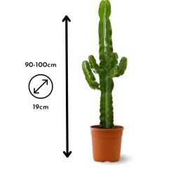 Attitude Jardin - Euphorbe eritrea - cowboy cactus - ↕ 90-100 cm - ⌀ 19 cm - cactus et plantes grasses Best