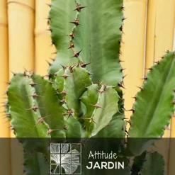 Attitude Jardin Cactus Et Plantes Grasses | - Euphorbia eritrea avec panier en jonc de mer - cowboy cactus - ↕ 60-70 cm - ⌀ 19 cm - cactus et plantes grasses