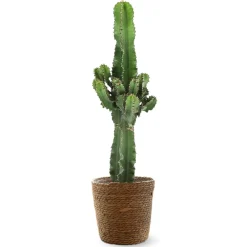 Attitude Jardin Cactus Et Plantes Grasses | - Euphorbia eritrea avec panier en jonc de mer - cowboy cactus - ↕ 90-100 cm - ⌀ 21 cm - cactus et plantes grasses