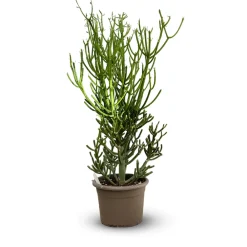 Attitude Jardin Cactus Et Plantes Grasses | - Euphorbia tirucalli - plante crayon - ↕ 80-90 cm - ⌀ 25 cm - cactus et plantes grasses