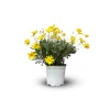 Attitude Jardin Fleurs De Saison | - Euryops - plante fleurie - ↕ 40-50 cm - ⌀ 18 cm - plante d'extérieur