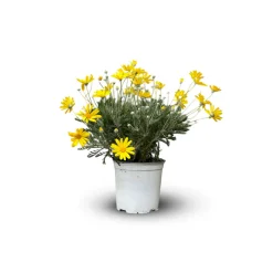 Attitude Jardin Fleurs De Saison | - Euryops - plante fleurie - ↕ 40-50 cm - ⌀ 18 cm - plante d'extérieur