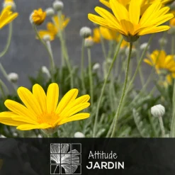 Attitude Jardin Fleurs De Saison | - Euryops - plante fleurie - ↕ 40-50 cm - ⌀ 18 cm - plante d'extérieur
